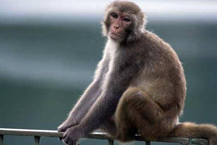 A monkey (Illustration).