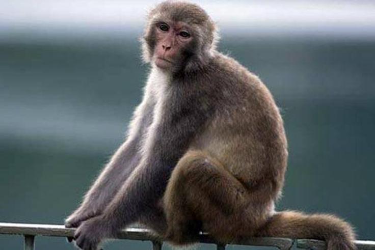 A monkey (Illustration).
