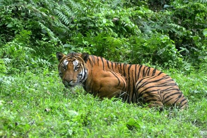Endangered elephants and tigers kill on average one person a day in India, according to government figures