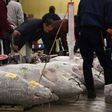 Each New Year's Day, high-profile buyers vied to pay hundreds of thousands of dollars for the top tuna at the first auction of the year