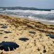 Pools of tar fester on the sand of Pampelone beach in Ramatuelle, in the Gulf of Saint-Tropez