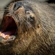Chilean fishermen have branded sea lions "a plague" because of the competition they provide in catching fish