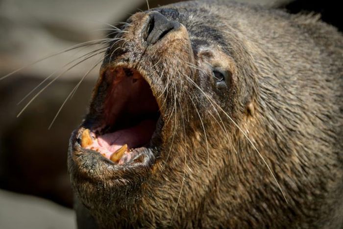 Chilean fishermen have branded sea lions "a plague" because of the competition they provide in catching fish