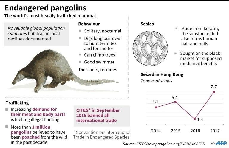Graphic on pangolins, the world's most heavily trafficked mammals.