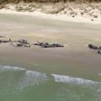 ___9138264___2018___11___26___9___181126115716-new-zealand-whales-beached-2-super-tease