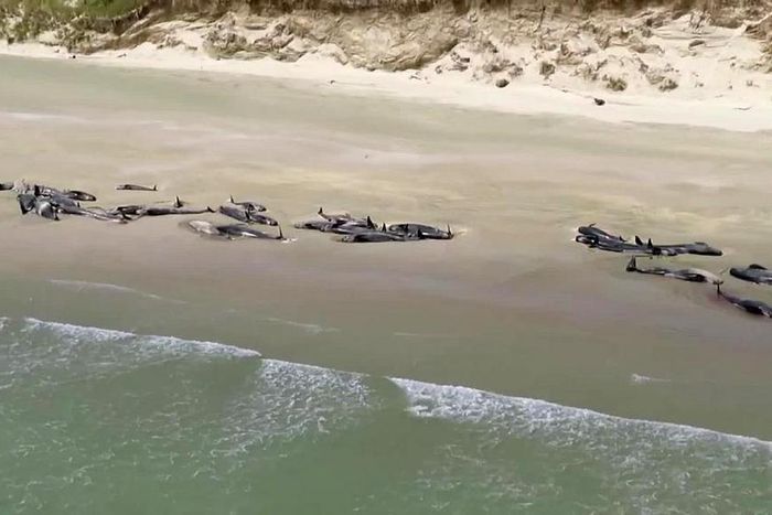 ___9138264___2018___11___26___9___181126115716-new-zealand-whales-beached-2-super-tease