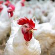 Chicken at a production farm [IEG vu informa]