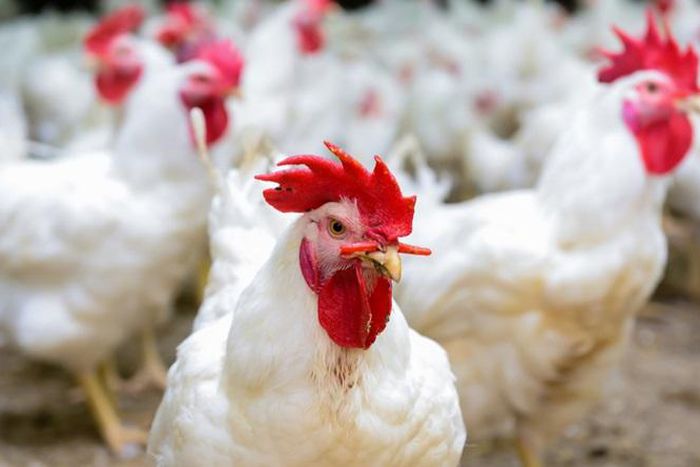 Chicken at a production farm [IEG vu informa]