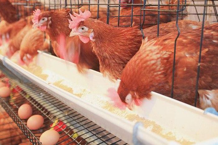 Sell Chickens in December and make money.