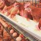Sell Chickens in December and make money.