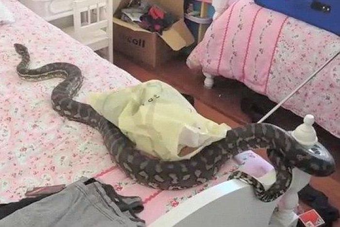 A snake crawls near the mattress of a student who was asleep and may have bitten her if not for the presence of school campus security guards.
