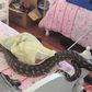 A snake crawls near the mattress of a student who was asleep and may have bitten her if not for the presence of school campus security guards.