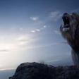 Lion King