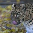 Official estimates suggest there are between 12,000 and 14,000 leopards in India