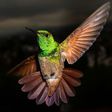 Mexico City has 17 of the world's 330 hummingbird species