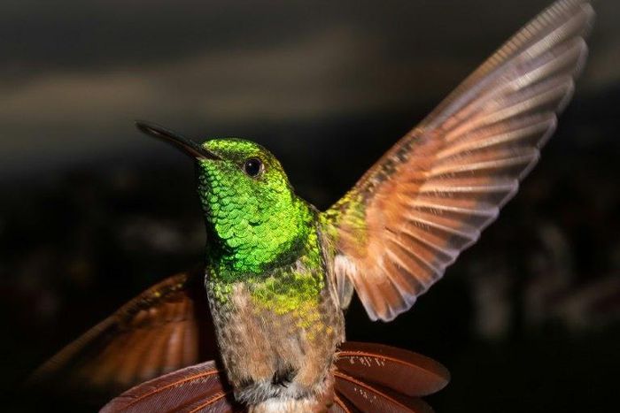 Mexico City has 17 of the world's 330 hummingbird species