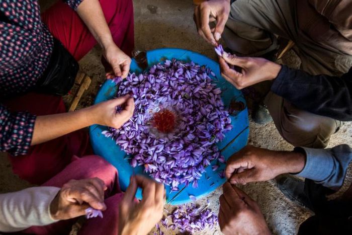 Saffron farmers in southern Morocco are proud of the coveted spice they produce