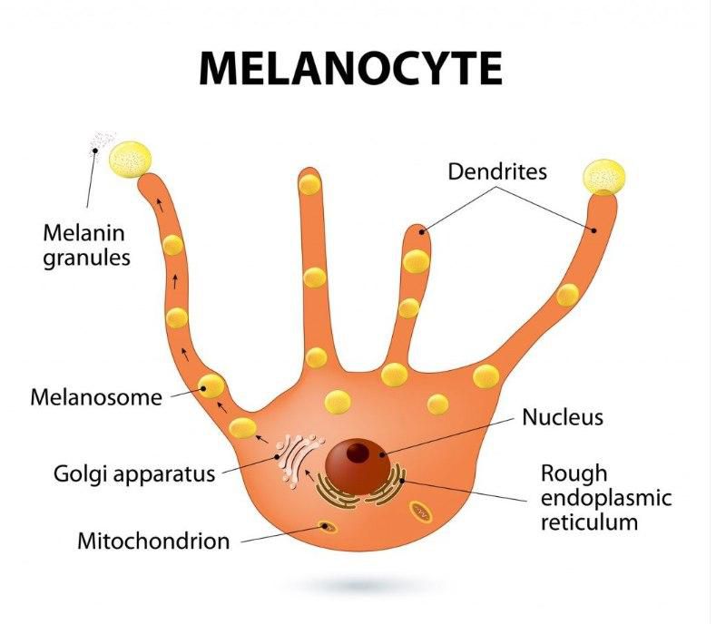 Why less melanin spells more danger for your health