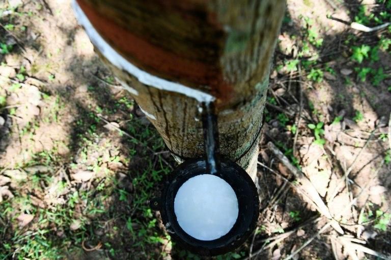 Around one third of all the rubber in the world comes from Thailand's forests