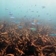 Swathes of coral died or were damaged by back-to-back bleaching in 2016 and 2017 in Australia's Great Barrier Reef, shown here in a handout photo from the ARC Centre of Excellence for Coral Reef Studies