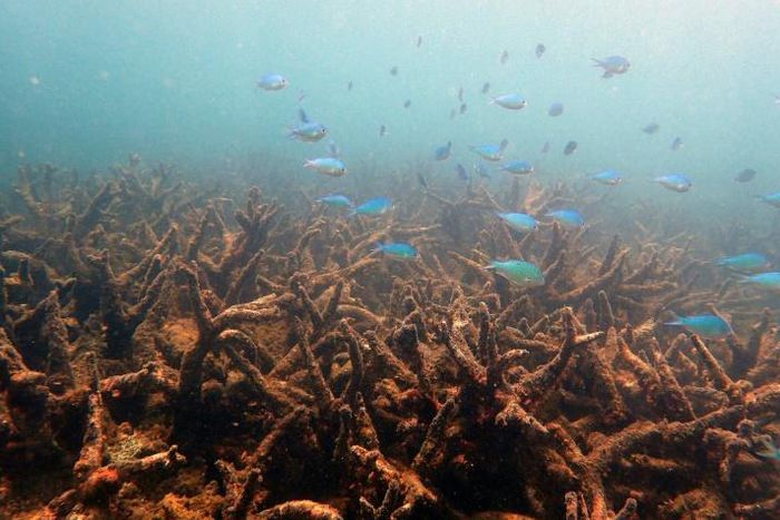 Swathes of coral died or were damaged by back-to-back bleaching in 2016 and 2017 in Australia's Great Barrier Reef, shown here in a handout photo from the ARC Centre of Excellence for Coral Reef Studies