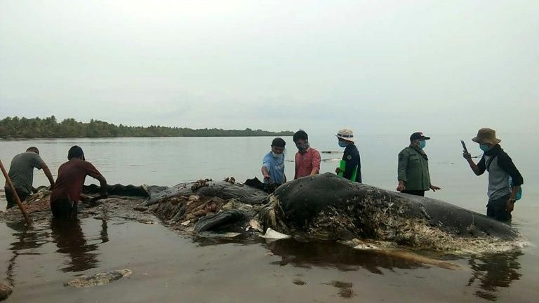 Conservation group WWF Indonesia said its staff found four plastic bottles, 25 plastic bags, 3.26 kilogrammes of raffia rope and 115 plastic cups