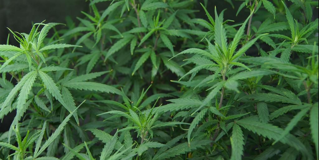 ___9005496___2018___10___21___22___cannabis-plants-in-vegetative-stage-in-grow-tent-royalty-free-image-908827554-1539813764