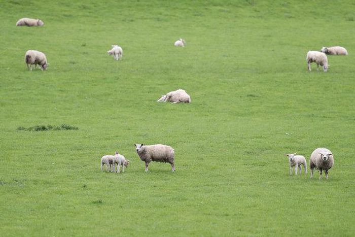 ___9138367___2018___11___26___9___24wool-articleLarge