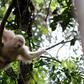 'Alba', the only albino orangutan ever recorded in the world, was rescued by environmentalists from a cage where she was being kept as a pet by villagers
