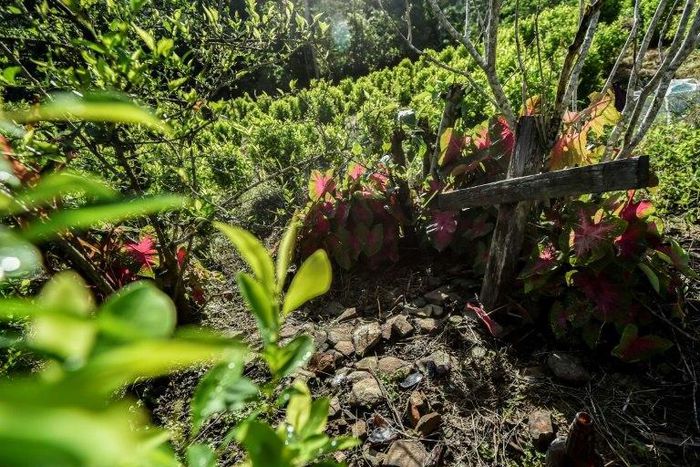 The International Committee of the Red Cross has taken on the task of locating graves and identifying remains for victims' families, cautiously stepping in where government and local authorities still fear to tread