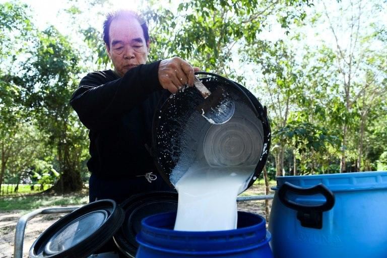 Latex is harvested at night or before dawn by tappers who make an incision and collect the sap as it bleeds out