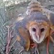 Christians cast devil out of stranded owl and burn it