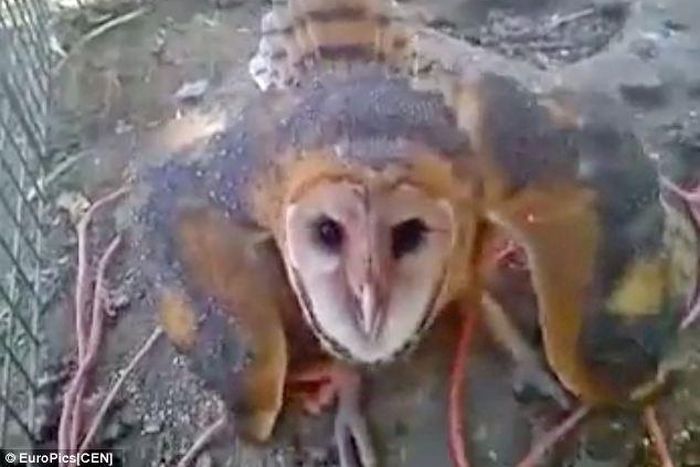 Christians cast devil out of stranded owl and burn it