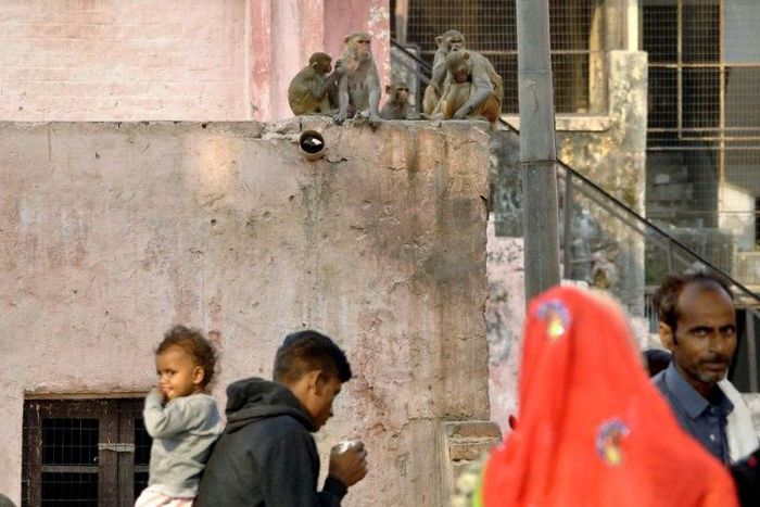 India has an estimated monkey population of 50 million and roughly 10,000 are believed to roam Agra