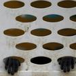 The trafficking and consumption of rare and endangered species, including monkeys, is widespread in Vietnam as many still believe in the healing and medicinal qualities of the animals' body parts