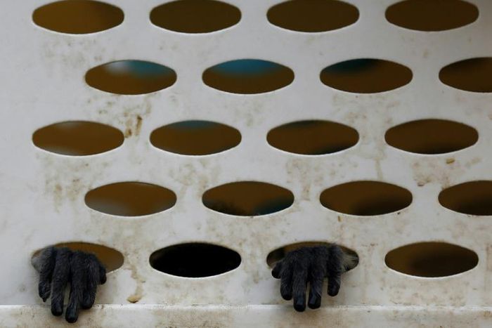 The trafficking and consumption of rare and endangered species, including monkeys, is widespread in Vietnam as many still believe in the healing and medicinal qualities of the animals' body parts