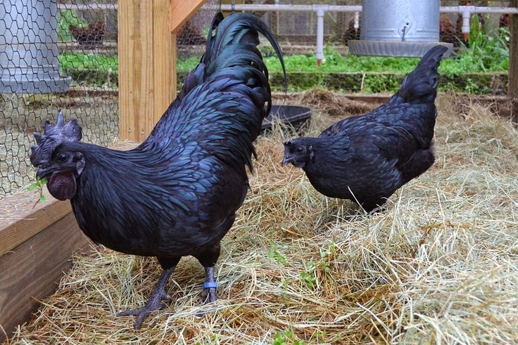 World's most expensive chicken (Busy)