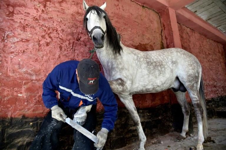 Some of the tools farrier Meddah Larbi uses have barely changed since the Middle Ages
