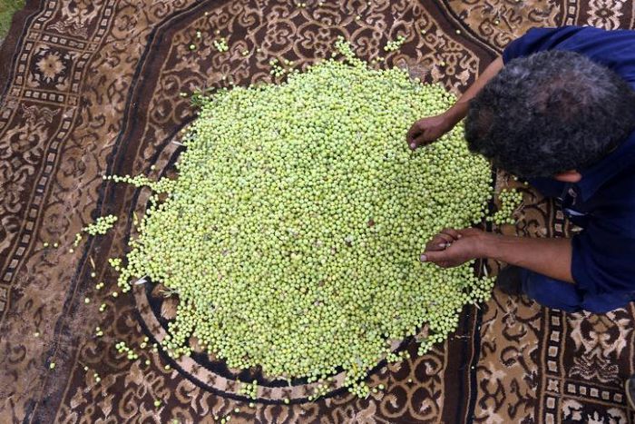 Libyan authorities say they want to develop the olive oil industry, but farmers and workers view such pledges with scepticism