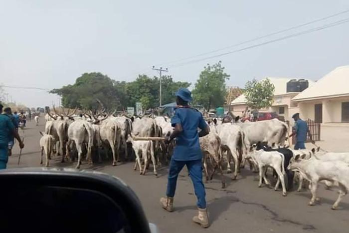 The impounded cows