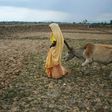 Hindus consider cows sacred and the BJP, led by Prime Minister Narendra Modi, has campaigned for their protection at a state and national level