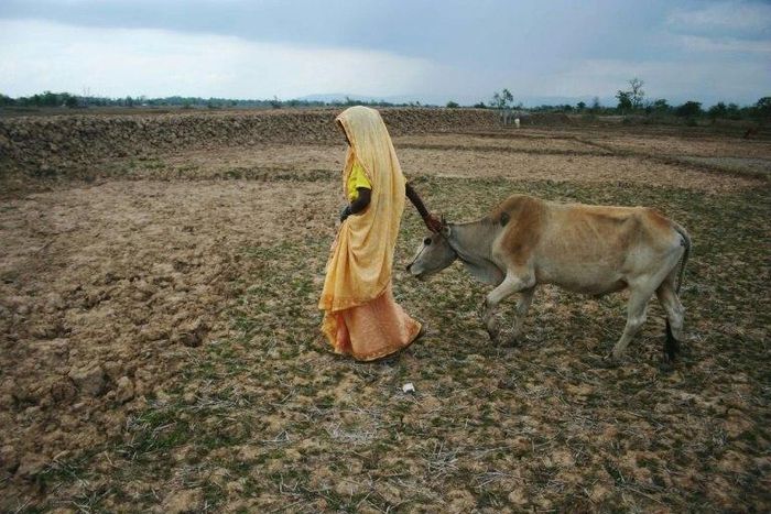 Hindus consider cows sacred and the BJP, led by Prime Minister Narendra Modi, has campaigned for their protection at a state and national level