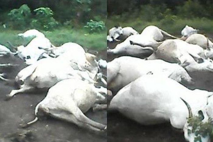 A herder believes the deaths of his cows must have been an influence of a supernatural being.