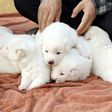 Gomi, which was given to Moon Jae-in by Kim Jong Un, gave birth to six puppies