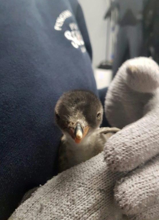 In the wild, the chick would be unlikely to have two fathers