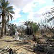 Libyan farmer Mahmoud Abou al-Habel waters surviving palm trees after he returned to his damaged farm in Tawergha, seven years after fleeing