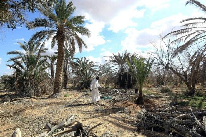 Libyan farmer Mahmoud Abou al-Habel waters surviving palm trees after he returned to his damaged farm in Tawergha, seven years after fleeing