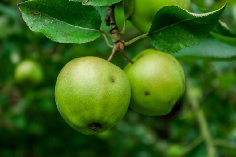 ___8940186___2018___10___5___9___close-up-of-green-apples-on-tree-royalty-free-image-692948359-1538670762