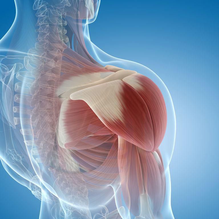 An illustration of the shoulder muscles.