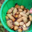 Palm Weevil larvae - Unconventional foods that Nigerians eat